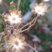 ノコンギク,ノコンギク,小さな庭の画像