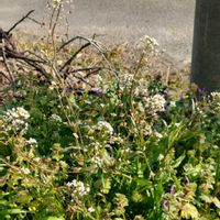 ナズナ,いつもの散歩道,世界平和,被災地にエールを…。,道端徘徊同盟の画像