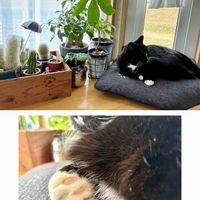 ラベンダー,ローズマリー,植物のある暮らし,立山連峰,ニャンニャン祭りの画像