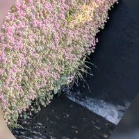 ヒメツルソバ,ヒメツルソバ,ヒメツルソバ,ヒメツルソバ,ハリツルマサキの画像