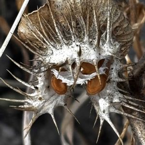 毛朝鮮朝顔の種子,毛朝鮮朝顔の若い種子,2025・10/20撮影,2025・10/20撮影,毛朝鮮朝顔の花の画像