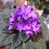 セントポーリア,花のある暮らし,キラキラ✨,花のある生活,お花は癒しの画像