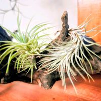 エアプランツ,観葉植物,流木,100円ショップ,花のある暮らしの画像