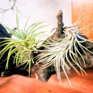 エアプランツ,観葉植物,流木,100円ショップ,花のある暮らしの画像