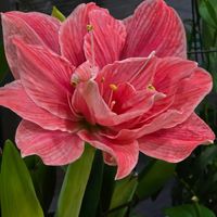 アマリリス,八重咲きアマリリス,花のある暮らし,スマホ撮影,癒やしの画像