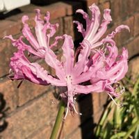 ネリネ,ネリネ,ダイヤモンドリリー,ダイヤモンドリリー,公園の画像