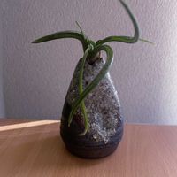 チランジア,カプトメデューサエ,エアプランツ,一輪挿し,iPhone撮影の画像