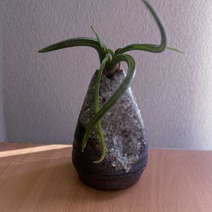 チランジア,カプトメデューサエ,エアプランツ,一輪挿し,iPhone撮影の画像