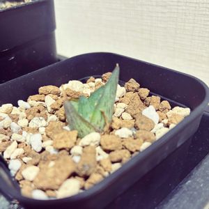 プミラ,アガベ プミラ,アガベ プミラ,かわいい,小さいの画像