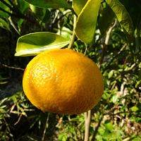 ニラ,スイートスプリング,白菜　キムチ,我が家の野菜,わが家の果物の画像