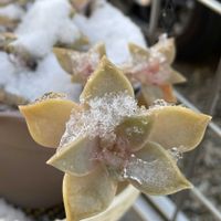 ゼラニウム,朧月,姫秋麗,アコルス 黄金の画像