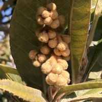 ビワ,お出かけ先にての画像