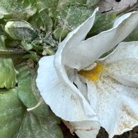 シラユキゲシの画像