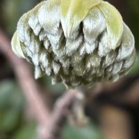 ミツマタ,ガンピ,落葉低木,和紙の原料の画像