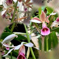 シクラメン,カクチョウラン,お出かけ先で,おうち園芸,My flowersの画像