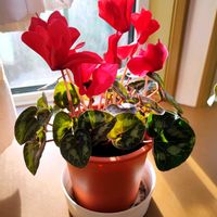 シクラメン,シクラメン,観葉植物の画像