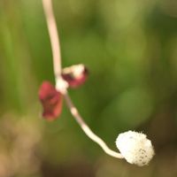 シュウメイギク,シュウメイギクの綿毛♪,花のある暮らし,花いろいろ,癒しの花の画像