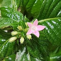 ゼラニウム,ゼラニウム,ノボタン,ノボタン,ペンタスの画像