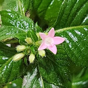 ゼラニウム,ゼラニウム,ノボタン,ノボタン,ペンタスの画像