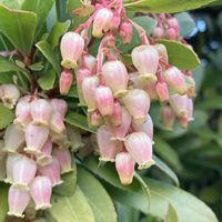 イチゴノキ,サザンカ,シャリンバイ,木曜日は木に咲く花,今を生きるの画像