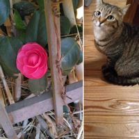 ツバキ,ツバキ,ミツマタ,ロウバイ,ガマの穂の画像