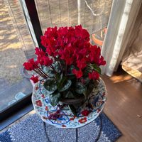 シクラメンの画像