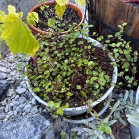 ワイヤープランツの画像