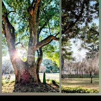 サザンカ,ロウバイ,クスノキ,枝垂れ桜,京都御苑の画像