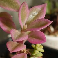 ベビーサンローズ,ガーデンシクラメン,繋がりに感謝✨,❄️冬にまけるな❄️,Juneの会の画像