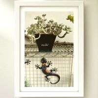 だるま秀麗,だるま姫秋麗,多肉植物,普及種,多肉植物のある暮らしの画像