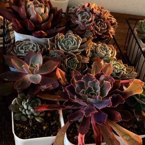 癒される,no green no life,癒し空間,多肉のある暮らし,多肉植物のある暮らしの画像