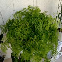 アジアンタムの画像