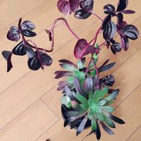 ゴーラム,イレシネ ハーティフラミンゴ,炎の鳳凰法師,葉ハートの画像