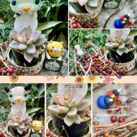  ブロンズ姫,普及種,リベンジ,ニャンニャン祭り,ぷりまみさんのソクニャンの画像