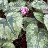 ウメ,ウメ,ガーデンシクラメン,ガーデンシクラメン,ベロニカ グレースの画像