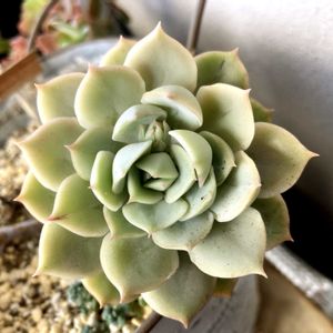 メルシー,多肉植物,観葉植物,花芽,癒しの画像