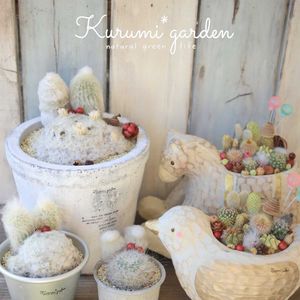 サボテン,サボテン寄せ植え,うさみみ サボテン,うさみみちゃん,うさみみちゃんの画像