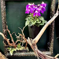 シクラメン,東北人花の会の画像