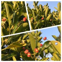 ツツジ,マサキ,ヨモギ,ニャンニャン祭りの画像