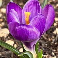 クロッカス,紫の花,晴れた日,ベランダの画像