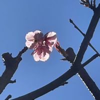 プルメリア,春はまだかな,庭の河津桜,気温0℃,雪の被害が少ないようにの画像
