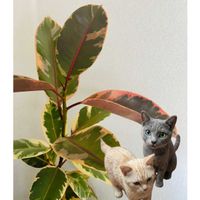 フィカス・ティネケ,フィカス,グレ子ちゃん,フィロデンドロン・バーキン,観葉植物の画像