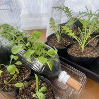 ルッコラ,春菊,細ネギ,ポピー アメイジング・グレー,北海道の画像