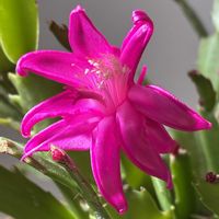 シャコバサボテン,パッションフルーツの画像