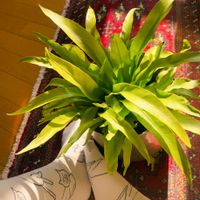 オオタニワタリ,アスプレニウム,観葉植物,プランター,平和を願う☆の画像