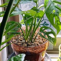 マドカズラ,孔雀丸の画像