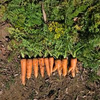 ニンジン,家庭菜園の画像