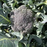 ブロッコリー,収穫,冬野菜,市民農園,無農薬有機栽培の画像