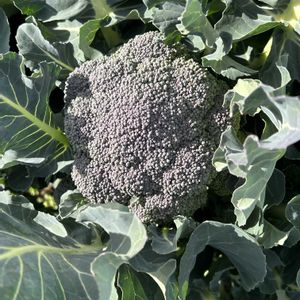 ブロッコリー,収穫,冬野菜,市民農園,無農薬有機栽培の画像