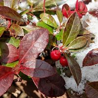 チェッカーベリー,プランター植え,玄関アプローチ,庭の画像